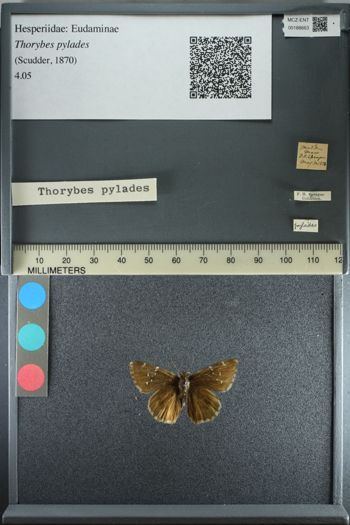 Media type: image;   Entomology 188663